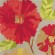 Ковры Harlequin (Brink and Campman) Hermosa Spice 43900